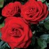 rareofroses3